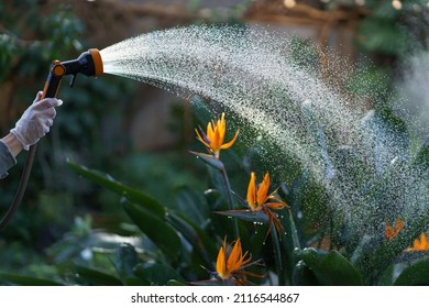 Orangery Or Greenhouse Worker Gardener Spraying Blossoming Strelitzia Reginae With Water. Florist Hold Watering Hose Caring Of Tropical Plants Growing In Winter Garden Or Glasshouse, Botanical Garden