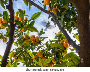 Oranges