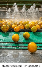 Oranges being washed and transported using water flow in a juice factory - stock photo