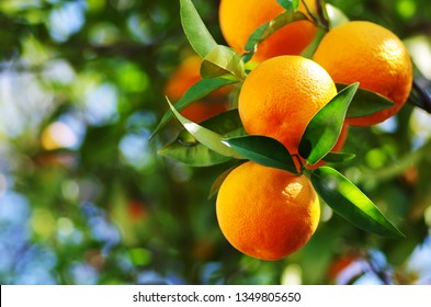 oranges branch with green leaves on tree