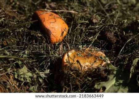 Oranges decomposing in compost household trash outside