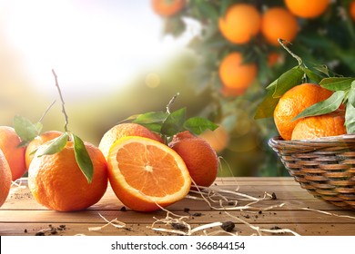 Oranges group freshly picked in a basket and on a brown wooden table in an orange grove. With a tree and garden background with afternoon sun. Horizontal Composition. Front view.
