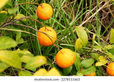 Oranges grow on a tree branches in the old citrus plantation. Great harvest. Harvesting. Macro shoot in nature