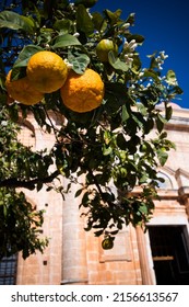 Oranges growing by monastery in sunshine on Crete
