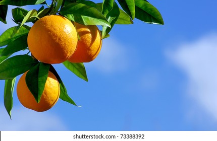 oranges hanging tree
