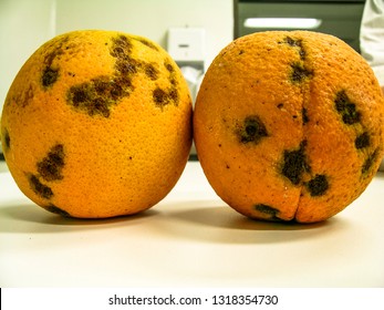 Oranges infested with Amarelinho or CVC, Citrus Variegated Chlorosis, which is a disease caused by the bacterium Xylella fastidiosa in Laboratory 