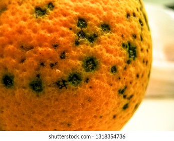 Oranges infested with Amarelinho or CVC, Citrus Variegated Chlorosis, which is a disease caused by the bacterium Xylella fastidiosa in Laboratory 