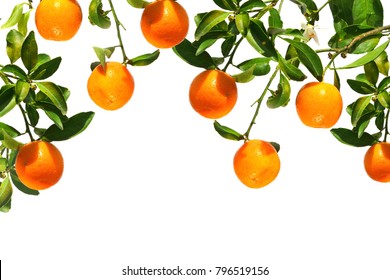 Oranges On A Branch. Citrus Fruits Growing On Tree. Isolated On A White Background 