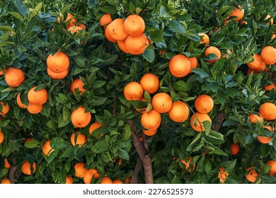 oranges on a branch with green leaves on tree