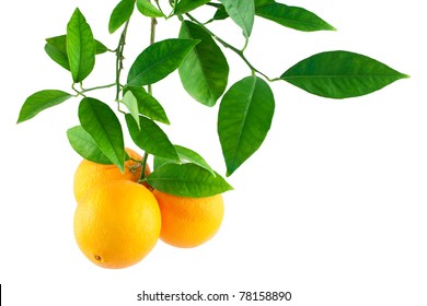  Oranges on a branch with leaves  Isolated on a white background