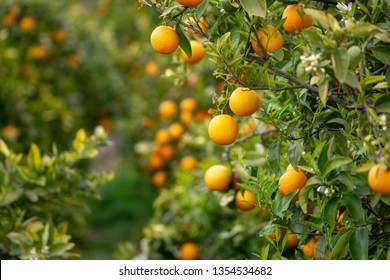 Oranges on tree - Shutterstock ID 1354534682