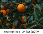 Oranges on a tree close-up.