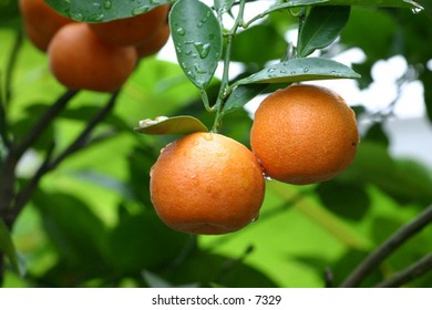 oranges ready to be plucked