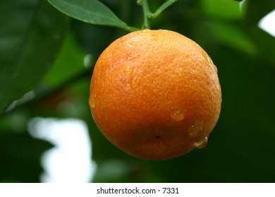 oranges ready to be plucked