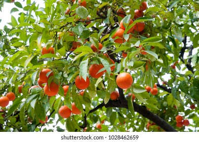 Oranges In Seville