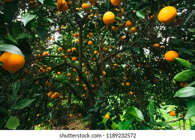 oranges waiting for harvest - Shutterstock ID 1189232572