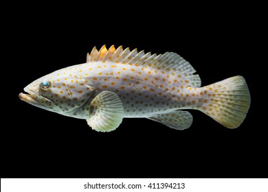 Orange-spotted Grouper (Epinephelus coioides)
Also known as Rockcods, Cods, Hinds, Trouts, Orange-spotted Rockcod, Brown-spotted Rockcod, Gold-spotted Rockcod, Coral Cod, Reef Cod, Coral Trout