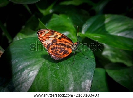 Orange-spotted Tiger Clearwing or Polymnia Tigerwing - latin name: Mechanitis Polymnia. Orange-Brown Tripical Butterfly Sitting on a Green Leaf. Ventral Side. Family Nymphalidae.