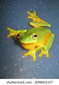 Orange-thighed Frog, Daintree Rainforest, North Queensland, Australia