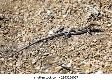 An Orange-throated Whiptail Lizard Basking in the Warm Sun