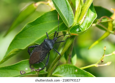 An Orange-tipped Leaf-footed Bug is resting on a green leaf. Taylor Creek Park, Toronto, Ontario, Canada. - Shutterstock ID 2180793117