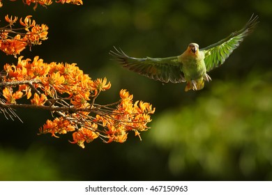 Orange-winged Parrot, Amazona Amazonica, Green Parrot Flying Next To Bright Orange Flowers Of Immortelle Tree, Erythrina Poeppigiana. Tobago Island, Trinidad And Tobago.