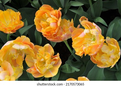 Orange-yellow Double Early tulips (Tulipa) Peach Melba bloom in a garden in April