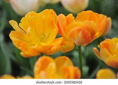 Orange-yellow Double Late tulips (Tulipa) Granny Award bloom in a garden in April