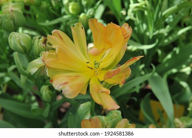 Orange-yellow multi-flowered Double Late tulips (Tulipa) Fruitcocktail bloom in a garden in April