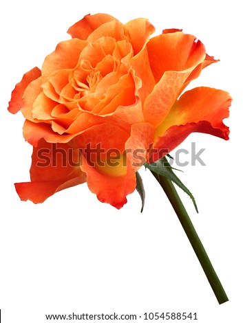 Orange-yellow  rose.  Flower  on a white isolated background with clipping path. Close-up. no shadows. Shot of orange-yellow flower. Nature.