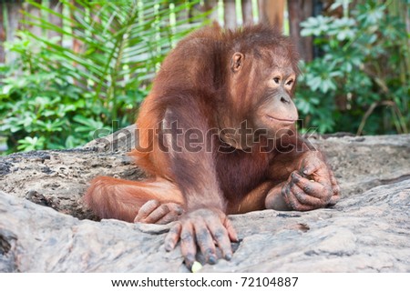 Orangutan