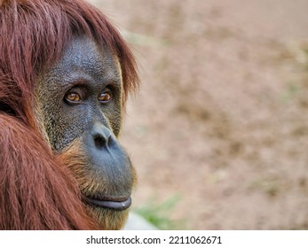 Orangutan.  Albuquerque Biopark Zoo.  NOTE:  Space Left For Added Text.