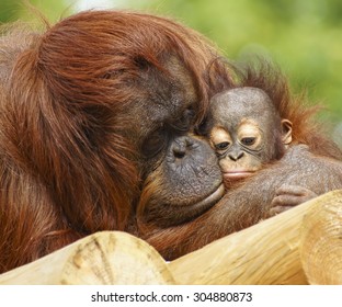 Orangutan and Baby               
