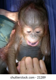 Orangutan baby at Central Borneo.