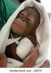 Orangutan baby (Pongo pygmaeus) at Central Borneo (Kalimantan). She is ill and in traumatic condition because her mother is killed by orangutan hunter.