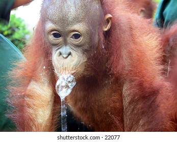 Orangutan baby (Pongo pygmaeus) at Central Borneo (Kalimantan). She is in traumatic condition because her mother is killed by orangutan hunter.