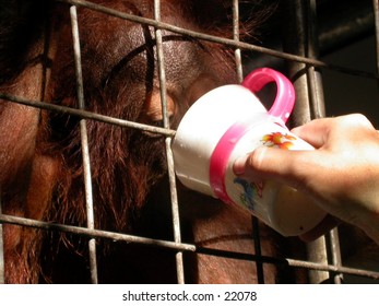 Orangutan baby (Pongo pygmaeus) at Central Borneo (Kalimantan).