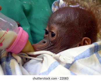Orangutan baby (Pongo pygmaeus) at Central Borneo (Kalimantan). She is in traumatic condition because her mother is killed by orangutan hunter.