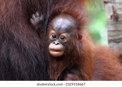 Orangutan baby in various poses