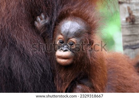 Orangutan baby in various poses