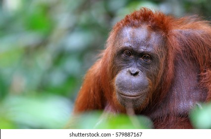 Orangutan Borneo