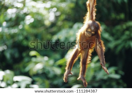Orangutan, Borneo, Malaysia