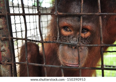 Orangutan, it is in the cage.
