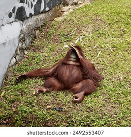 Orangutan captive primate animal with brown fur in zoo from borneo or kalimantan Indonesia isolated on green grass ground background. - Powered by Shutterstock