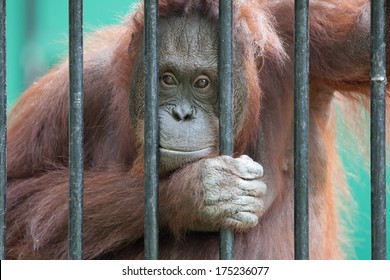 orangutan in captivity