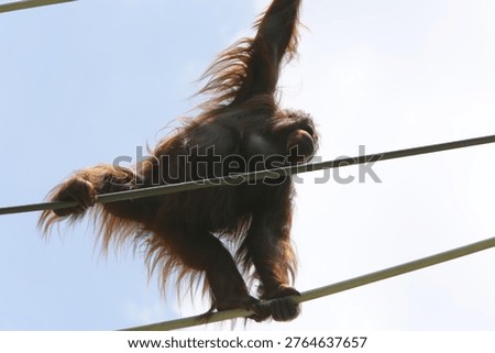 Orangutan in captivity