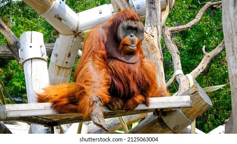 Orangutan At The Denver Zoo