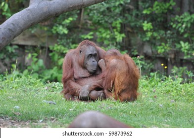 Orangutan Dublin Zoo