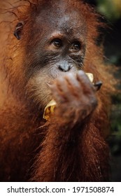 Orangutan eat fruit at feeding time at the Sepilok Orangutan Rehabilitation Centre near Sandakan in East Sabah, Malaysian Borneo