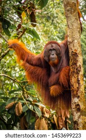 
The orangutan Edwin, Sarawak, Borneo, Malaysia